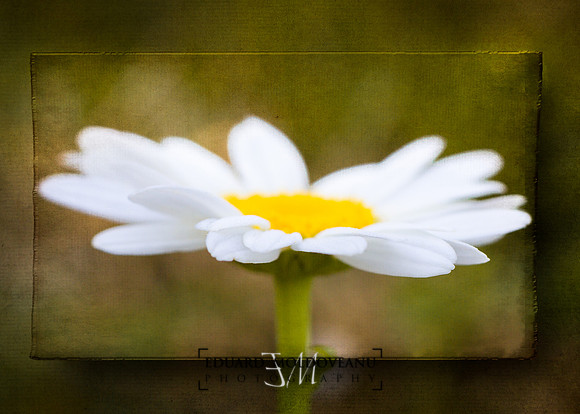 White daisy