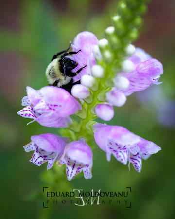 Flower climbing
