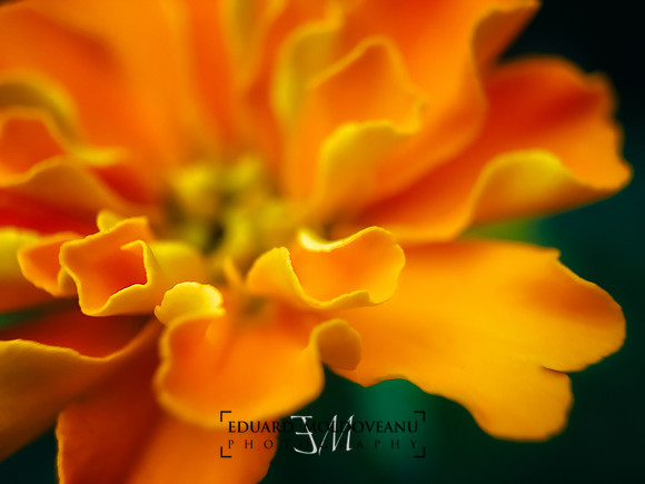 Shades of orange