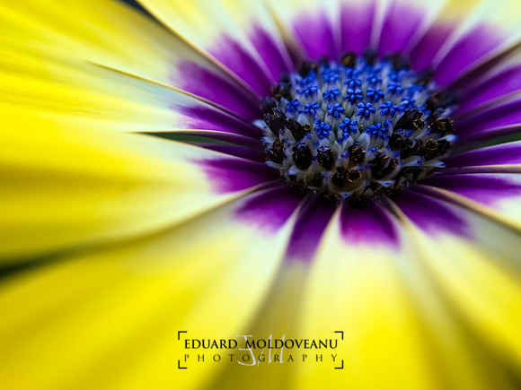 Yellow beauty with a hint of blue (and purple)