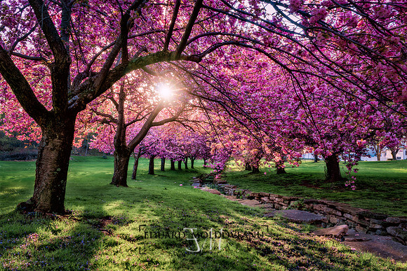 Pink canopy