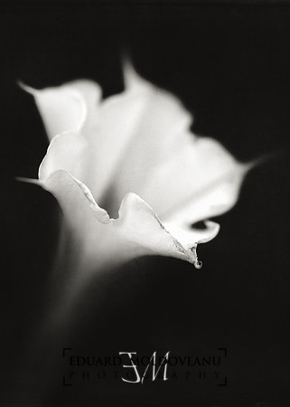 Just a white flower