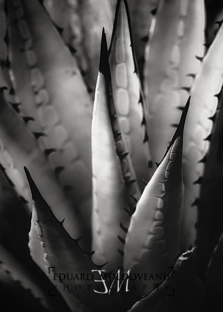 Agave and patterns