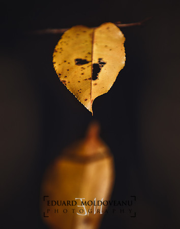 Fall reflections