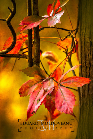 Fall colors
